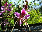 summer photograph Orchideeenboom__Bauhinia variegata__Orchid_treeimg_6986.jpg
